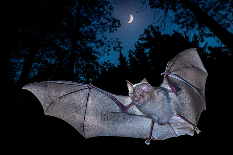 Bat flying with arms spread out and wings back lit by the moon.