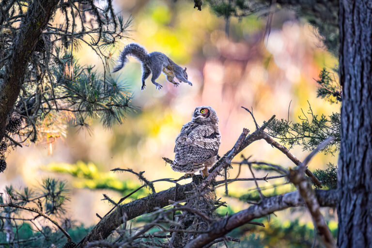 Squirrel jumping at an owl in a tree, about to land directly on the owl.