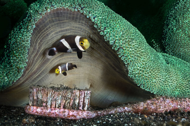 two small fish framed between a sheet of coral and at the bottom an old toothbrush.